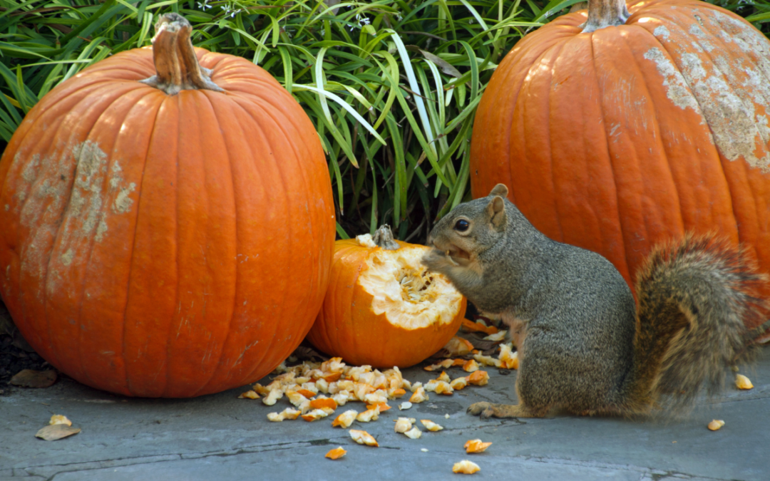 Squirrel nibbling carved pumpkin among pumpkins